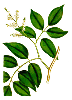 Copaifera reticulata Copaiba, Reticulated Copaiba, Copaiba Balsam